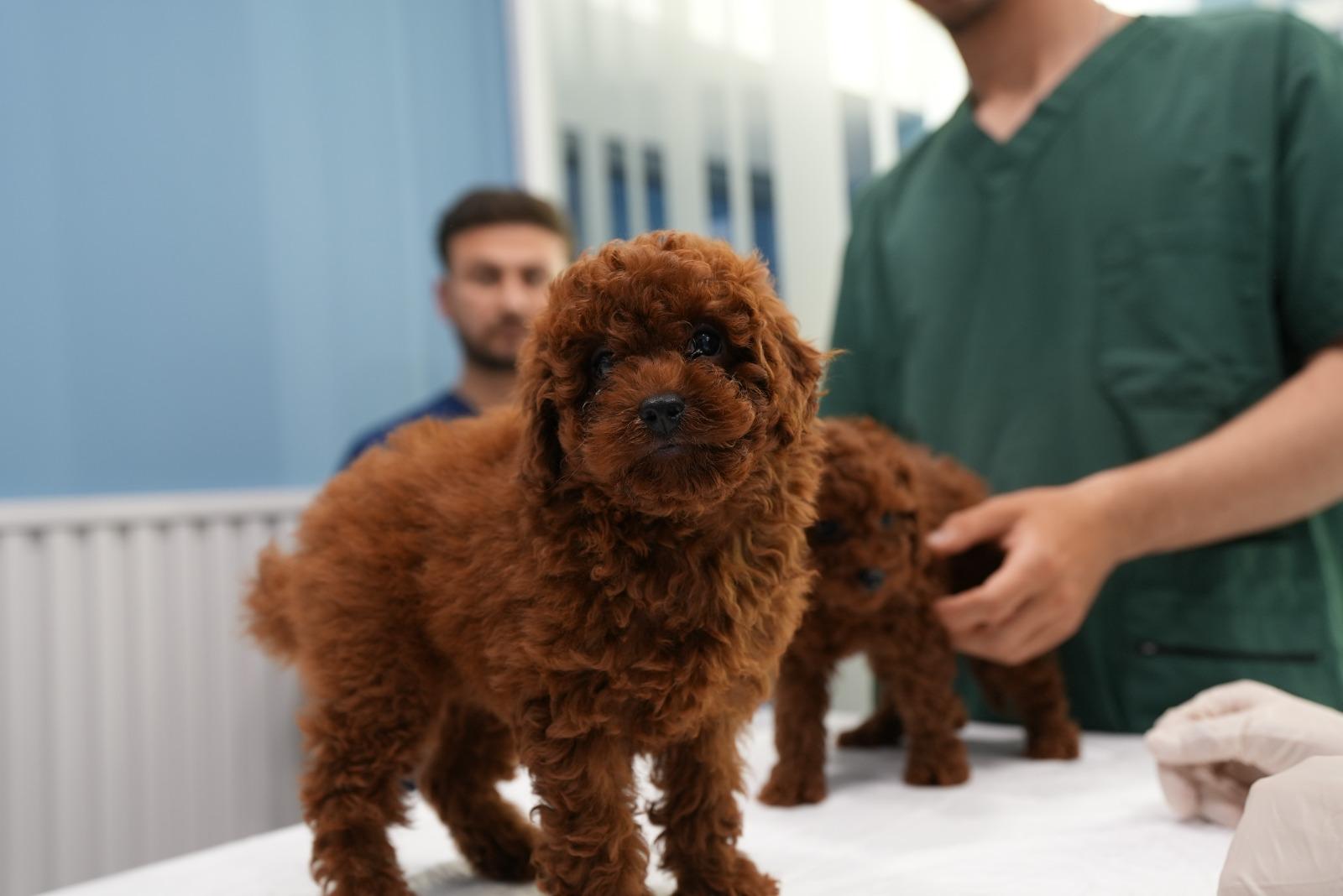 Ataşehir Köpek Veterineri